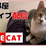 猫を見ながらゲーム モンスト→鳴潮 猫部屋ライブ配信