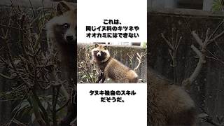 【ゆっくり解説】タヌキの意外すぎる雑学 #shorts #vtuber #モンスト